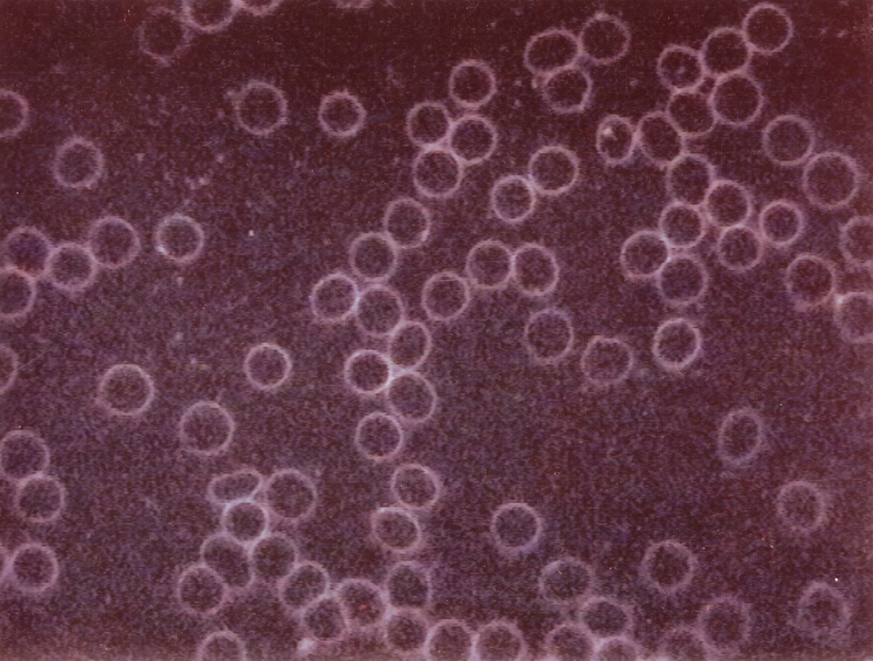 Blood-Cells-B